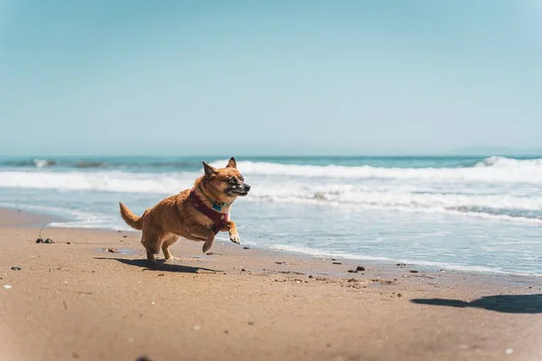 An adorable chihuahua playing at a sun beach under the bright sunlight