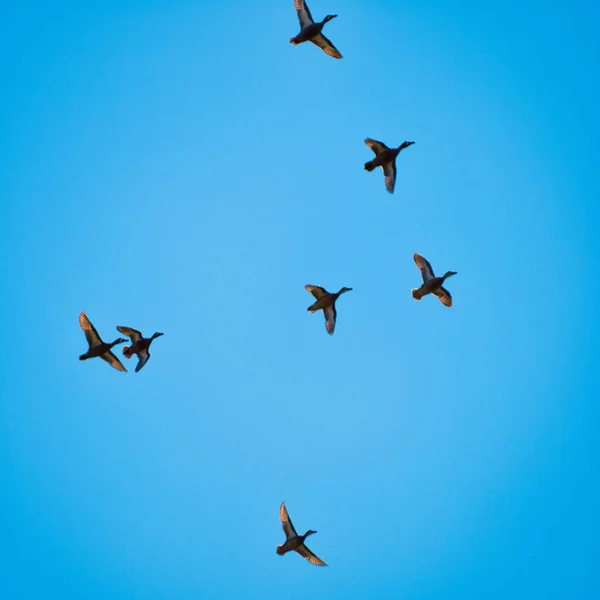 Ein Tiefflug Wandernder Stockenten Vor Blauem Himmel — Stockfoto