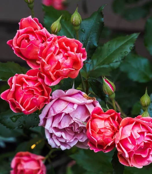Closeup Shot Pink Roses Blossoming Garden — Stock Photo, Image