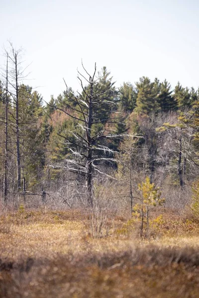 Een Dode Boom Het Bos Een Zonnige Dag — Stockfoto