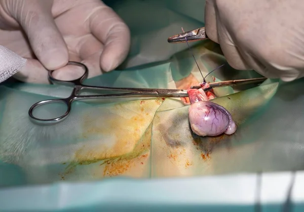 Skilled Veterinarian Prepares Remove Testicle Dog Sterilization Surgery — Stock Fotó