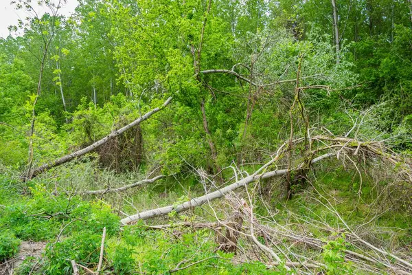 森をきれいにするために緑に囲まれた木製の千切りポプラの幹の数 — ストック写真