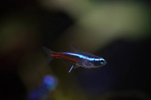 Eine Schöne Aufnahme Von Einem Neon Tetra Wasser — Stockfoto