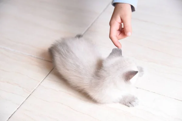 一只小孩的手抚摸躺在地板上的一只可爱的灰色小猫 — 图库照片