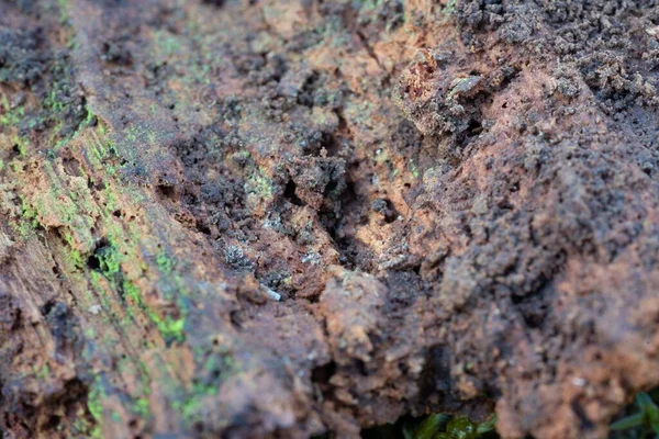 Detailní Záběr Mechu Kmeni Stromu Lese — Stock fotografie