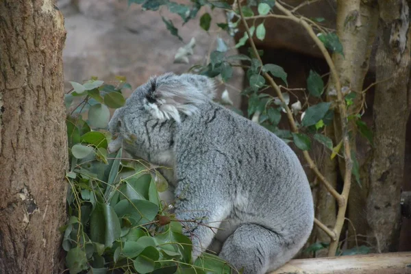 Großaufnahme Eines Koalas Der Auf Einem Holzklotz Vor Grünen Blättern — Stockfoto
