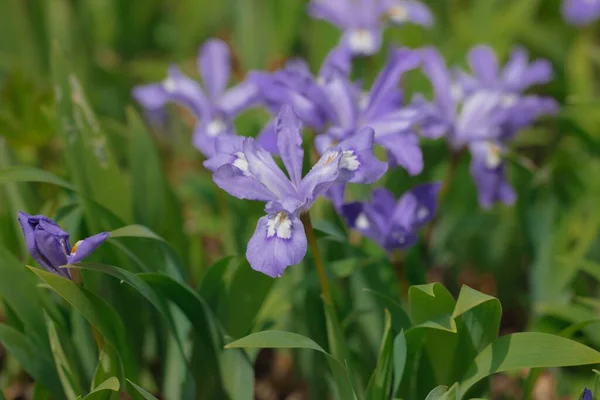 Ett Gäng Vackra Lila Iris Blommor Blommar Trädgård — Stockfoto