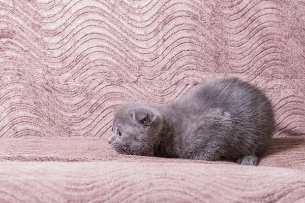 Fröhliches Kleines Verspieltes Graues Kätzchen Der Rasse Scottish Fold Liegt — Stockfoto