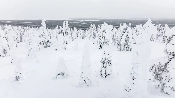 Vue Aérienne Sur Trekking Féminin Milieu Arbres Enneigés Laponie Nuageuse — Photo