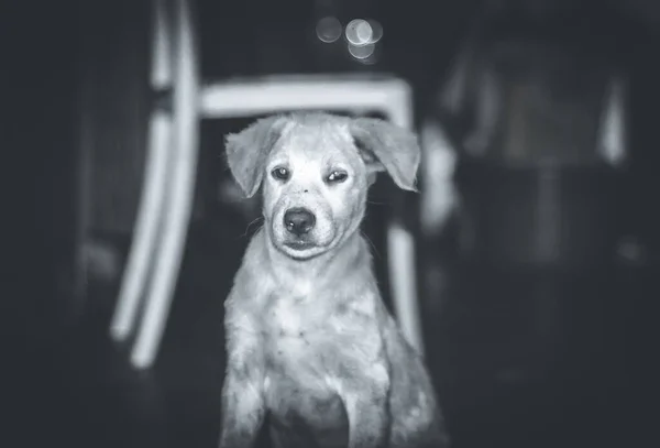 Grayscale Shot Pet Dog Sitting Indoors — Stock Photo, Image