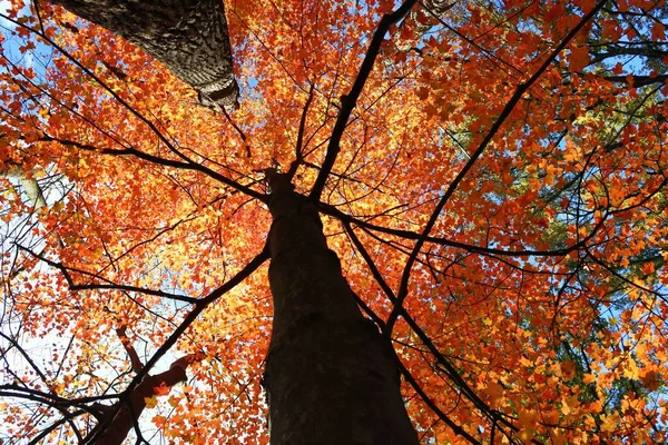 Eine Schöne Flache Aufnahme Eines Bunten Baumes Herbst — Stockfoto