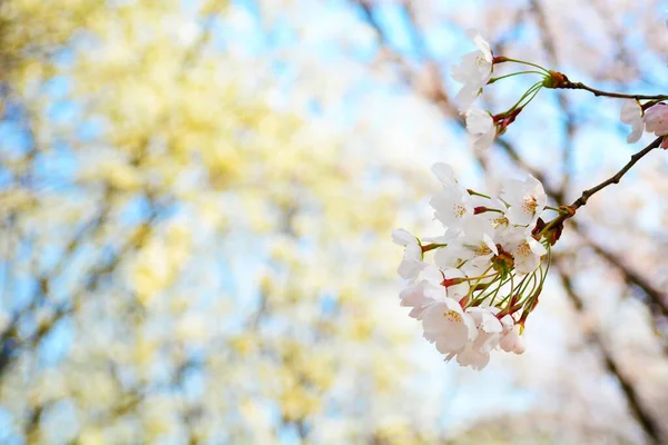 Eine Nahaufnahme Blühender Kirschblüten — Stockfoto