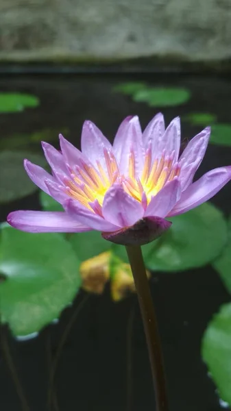 Floral Lotus Όμορφο Λουλούδι Της Φύσης — Φωτογραφία Αρχείου