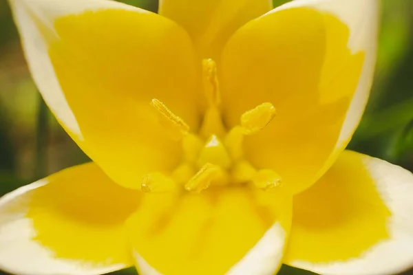 Pistil Żółtego Kwiatu Kwitnącego Ogrodzie — Zdjęcie stockowe
