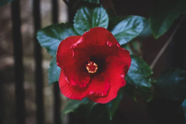Primo Piano Fiore Rosso Ibisco Con Foglie Verdi Lussureggianti — Foto Stock
