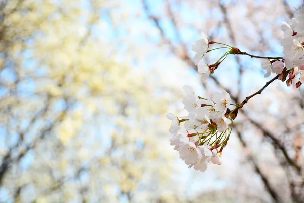 Closeup Flowering Cherry Blossom — Stock Photo, Image