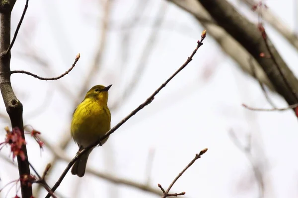 Μια Όμορφη Λήψη Του Pine Warbler — Φωτογραφία Αρχείου