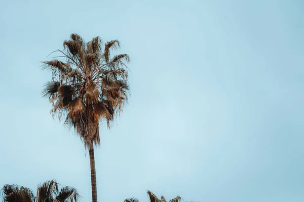 天空背景下的棕榈树特写 — 图库照片