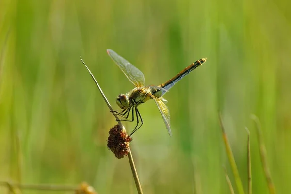 Nærbilde Fargerik Gulvinget Kvinne Sympetrum Flaveolum Isolert Mot Grønn Bakgrunn – stockfoto