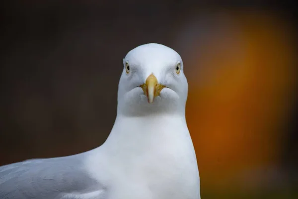 Seagull Looking Something Blurred Background — Stock Photo, Image