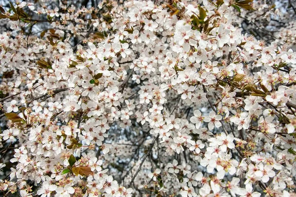 Selektiv Fokus Skott Vackra Vita Körsbär Grenar Ett Träd Våren — Stockfoto