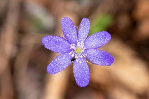 背景のぼやけた紫色のヘパカシアの花のクローズアップ — ストック写真