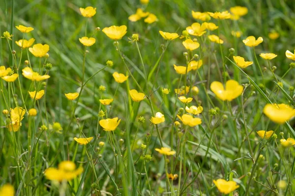 Zbliżenie Ujęcie Pięknych Meadow Jaskier Kwiaty Polu — Zdjęcie stockowe