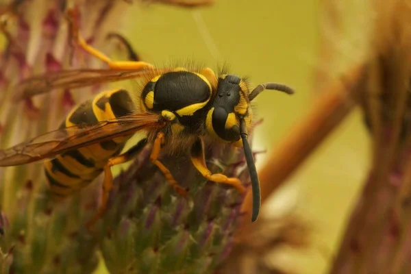 在欧洲常见的黄蜂 欧洲常见的黄蜂 的详细特写下 它位于田野里的一株雌蕊之上 — 图库照片
