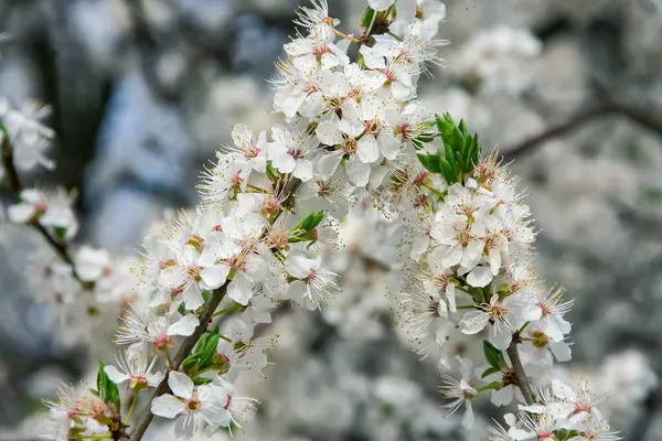 Captura Selectiva Del Foco Las Ramas Blancas Hermosas Cereza Árbol — Foto de Stock