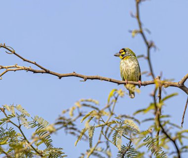 Bir dal üzerine tünemiş bakır barbet.