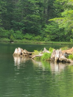 Arka planda orman olan bir göldeki kırık ormanın dikey görüntüsü.