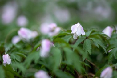Bahçedeki beyaz ve mor ahşap şakayık çiçeklerinin seçici odak noktası