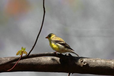 Güzel bir çam bülbülü görüntüsü.