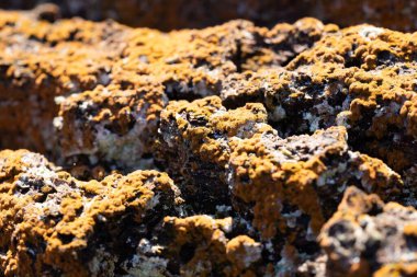 Ormandaki ağaç gövdesine yakın çekim yosun.