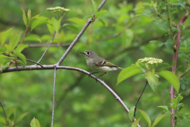 Yakut kaplama krallığın güzel bir fotoğrafı.