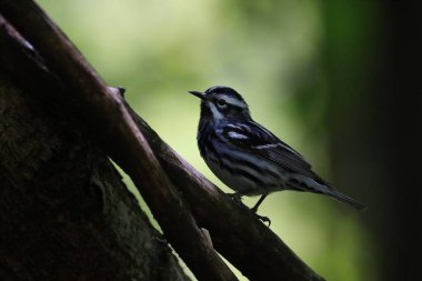Siyah-beyaz bir bülbülün güzel bir görüntüsü.