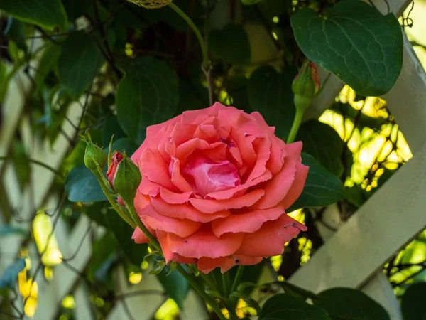 Крупный План Розовой Розы Цветущей Саду — стоковое фото