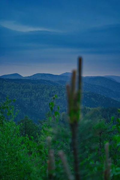 Tiro Vertical Atrás Ramo Abeto Borrão Florestas Montanha Verdes Exuberantes — Fotografia de Stock