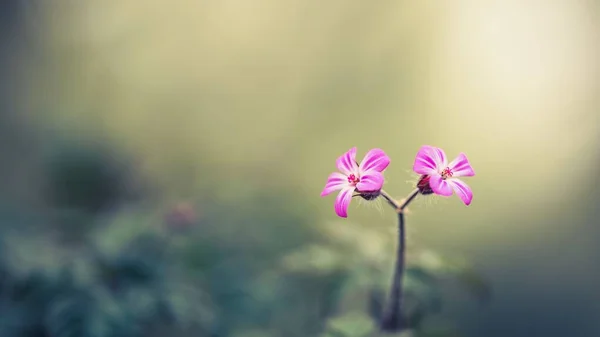 Bahçede Pembe Çiçekler — Stok fotoğraf
