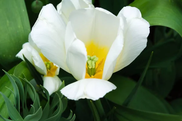 Een Closeup Shot Van Een Witte Tulp Bloem Tulipa Een — Stockfoto