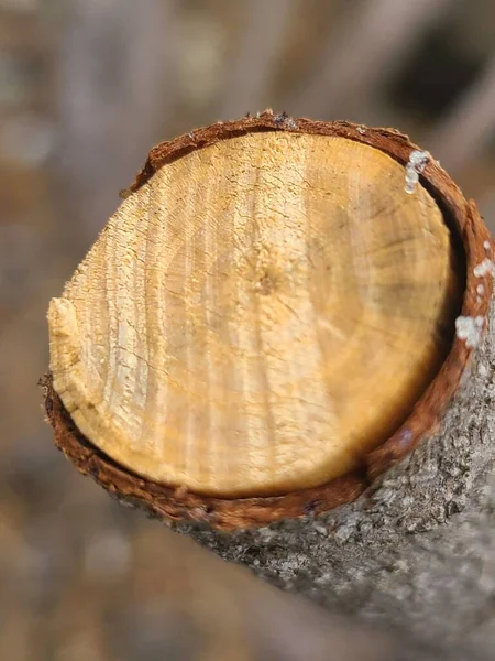 Close Vertical Log Árvore Fundo Embaçado — Fotografia de Stock