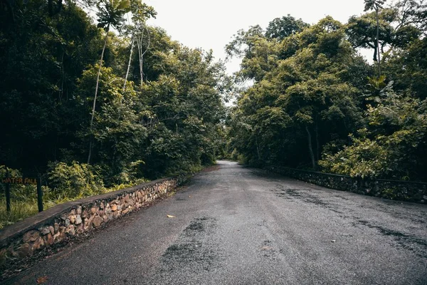 Een Rechte Landweg Met Dikke Bomen Aan Beide Kanten — Stockfoto