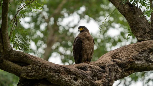 Crested Serpent Eagle Spilornis Cheela Perched Branch — Stock Photo, Image