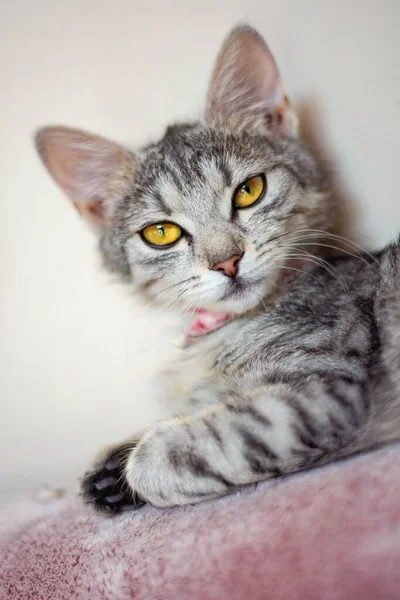 Vertical Close Shot Small Striped Kitten Yellow Eyes Lying Pink — Stock Photo, Image