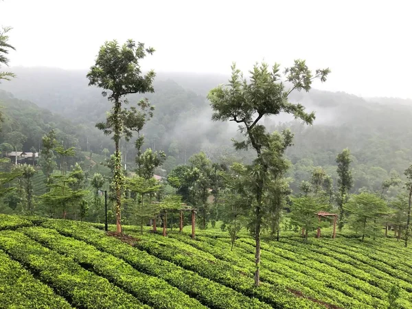 Uma Vista Panorâmica Terra Agrícola Lado Uma Floresta Dia Sombrio — Fotografia de Stock