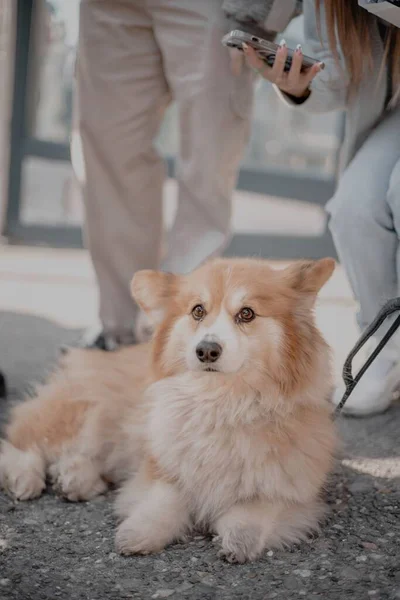 Gros Plan Vertical Pembroke Welsh Corgi Couché Sur Sol Contre — Photo