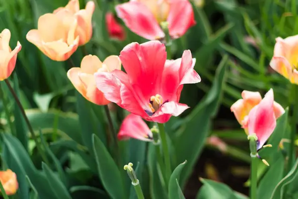 Zbliżenie Ujęcie Tulipanowych Kwiatów Rozmytym Tle — Zdjęcie stockowe
