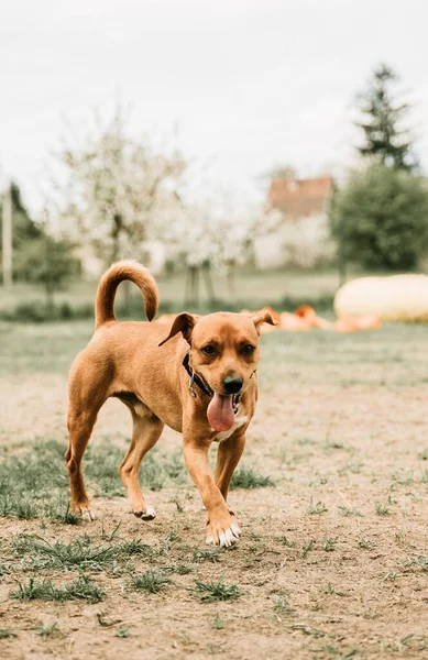 Disparo Vertical Patterdale Terrier Con Lengua Hacia Fuera Caminando Aire — Foto de Stock