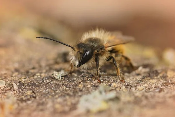 Fecho Frontal Uma Abelha Peluda Macho Pedreiro Vermelho Osmia Bicornis — Fotografia de Stock