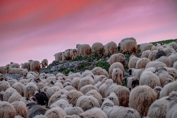 Beautiful Shot Flock Sheep Field Scenic Pink Sunset — Stock Photo, Image